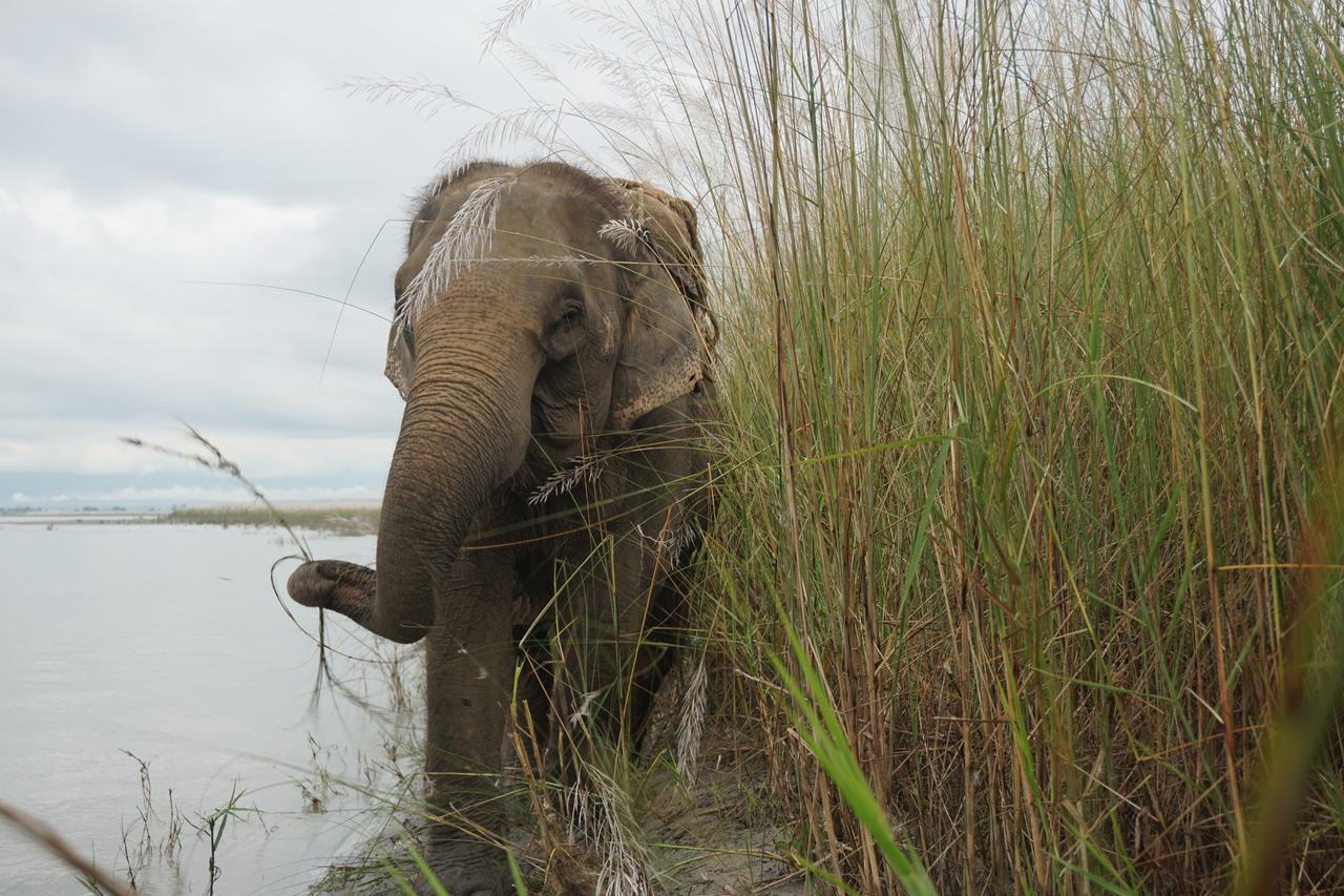 Tiger Tops Tharu Lodge Chitwan Exterior foto