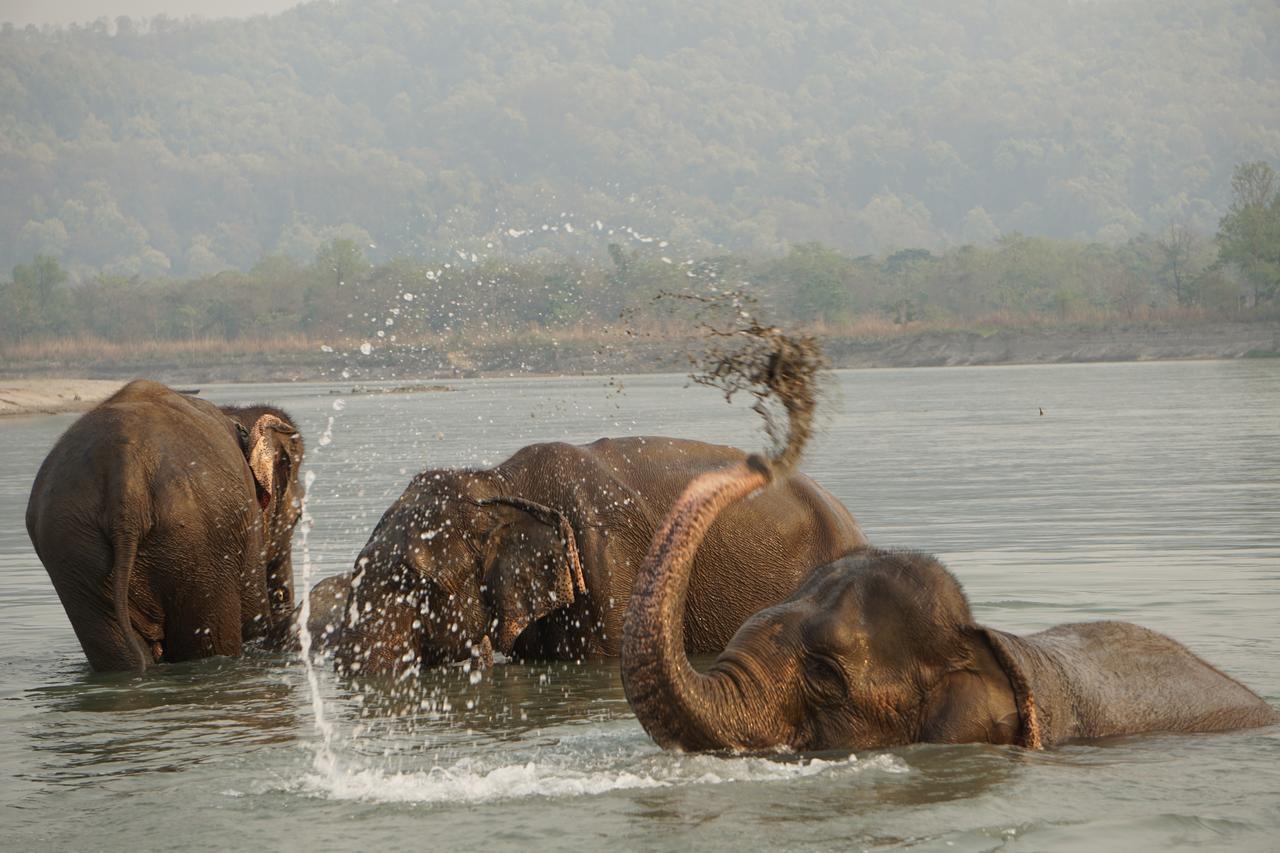 Tiger Tops Tharu Lodge Chitwan Exterior foto